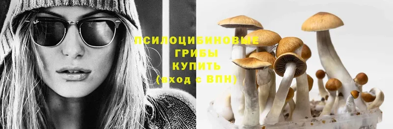 Галлюциногенные грибы Psilocybine cubensis  блэк спрут как зайти  shop Telegram  как найти закладки  Котельнич 